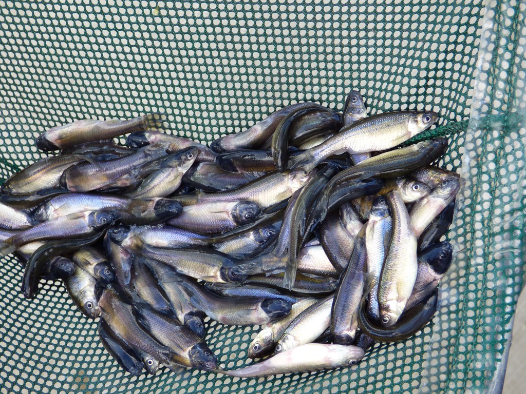 Live Golden Shiner Minnows for Sale