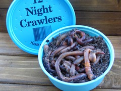 1 dozen pkg Night Crawlers (bedding/dirt)
50 Styrofoam in a case
72 plastic in a case
Holding Temperature:38-40 degrees