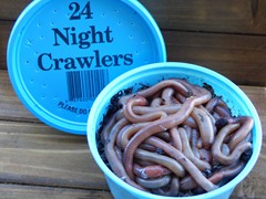 2 dozen pkg Night Crawlers (bedding/dirt)
40 Styrofoam containers in a case	
54 plastic containers in a case
Holding Temperature: 38-40 degrees