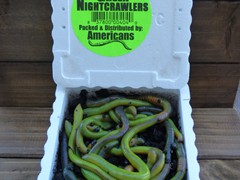 Green Night Crawlers—12 per container
50 in a case
Holding Temperature: 38-40 degrees