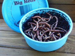 Jumbo Red Worms—30 per container
72 in a case
Holding Temperature: 38-40 degrees