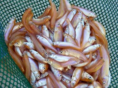Large Rosie Reds - 60 dozen per gallon 

Holding Temperature: 50-52 degrees
Counts per gallon are approximate. They may vary based upon spawning, time of the year and grade.
