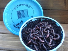 Leaf Worms—30 per container
72 in a case
Holding Temperature: 38-40 degrees
