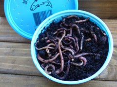 Red Trout Worms—30 per container
72 in a case
Holding Temperature: 38-40 degrees